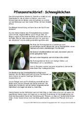 Pflanzensteckbrief-Schneeglöckchen.pdf